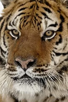Close-up of captive Siberian tiger (Panthera tigris altaica), near Bozeman