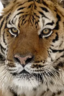 Tiger Prints: Close-up of captive Siberian tiger (Panthera tigris altaica), near Bozeman