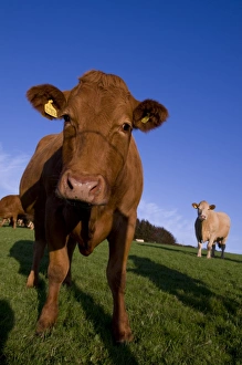 Exmoor Prints: Close-up of cattle, north Exmoor, Devon, England, United Kingdom, Europe