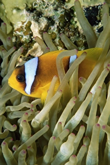 Close-up of clown fish and sea anemones, off Sharm el-Sheikh, Sinai, Red Sea