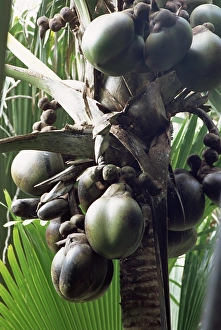 Close-up of coco de mer