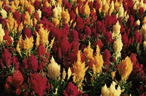 Vancouver Island Prints: Close-up of colourful flowers of Celosia argentea, Victoria, Vancouver Island
