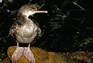 Roosting Prints: Close-up of a cormorant