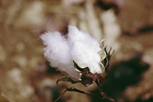 Cotton Prints: Close-up of a cotton bud