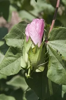 Close-up of cotton flower, Karakalpakstan, Uzbekistan, Central Asia, Asia