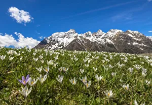 Alpine Flower Prints: Close-up of crocus in bloom, Alpe Braccia, Malenco Valley, province of Sondrio, Valtellina
