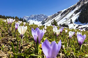 Typically Swiss Prints: Close-up of crocus flowers in bloom, Partnun, Prattigau, Davos, canton of Graubunden