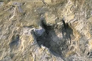 Close-up of dinosaur footprint