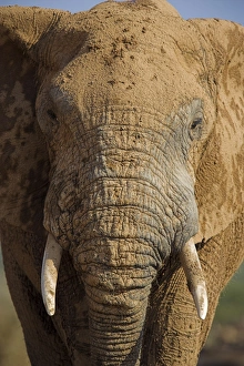 Outerwear Prints: Close-up of elephant
