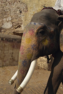 Tusk Prints: Close-up of elephant at Amber Palace