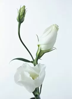 Purity Collection: Close-up of Eustoma Russellanium, Kyoto pure White, flower and buds on a white background