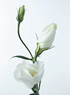 Purity Prints: Close-up of Eustoma Russellanium, Kyoto pure White, flower and buds on a white background
