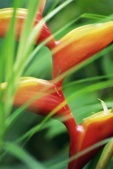 Rare Prints: Close-up of exotic plant, Dominica, Caribbean, West Indies, Central America