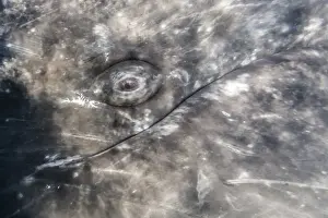 Marine Mammal Prints: Close-up of eye of a California gray whale (Eschrichtius robustus)l underwater in