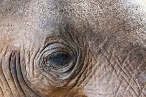 Close Up View Gallery: Close-up of eye, Elephant (Loxodonta africana), Taita Hills Wildlife Sanctuary, Kenya