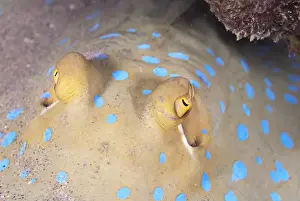 Red Sea Prints: Close-up of eyes of a bluespotted stingray (Taeniura lymma)