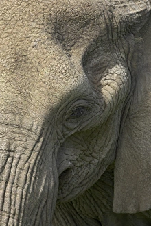 Close-up of face of an African elephant (Loxodonta africana), Serengeti National Park Close-up of face of an African elephant (Loxodonta africana), Serengeti National Park