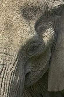 Tanzanian Prints: Close-up of face of an African elephant (Loxodonta africana), Serengeti National Park