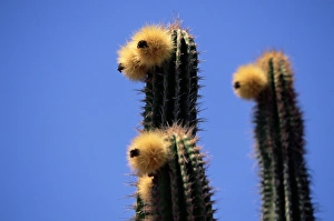 Thorn Prints: Close-up of faces of cacti (cactus) plants