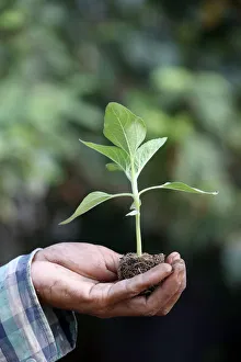 Farmers Prints: Close-up of farmers hand holding seedling, Ba Ria, Vietnam, Indochina, Southeast