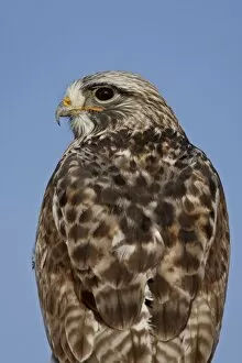 Images Dated 20th February 2009: Close-up of female rough-legged hawk (Buteo lagopus), Antelope Island State Park