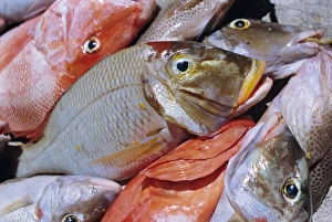 Fishes Prints: Close-up of fish catch
