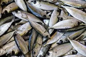 Close-up of fish catch, Central Market of Mindelo, San Vincente, Cape Verde Islands