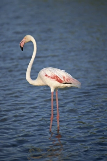 Flamingo Prints: Close-up of a flamingo, side view, Bouches du Rhone, Provence, France, Mediterranean