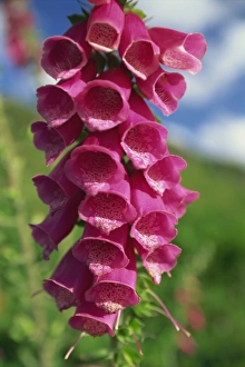 Snowdonia Prints: Close-up of foxglove flowers