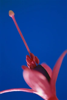 One Flower Prints: Close-up of Fuschia