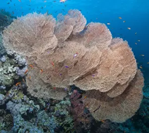 Under Water Prints: Close-up of giant sea fan coral (Gorgonian fan coral) (Annella mollis)