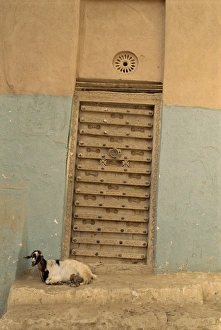 Wadi Hadhramaut Prints: Close-up of a goat in front of an ornate door in