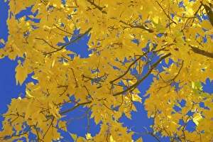 Zion Prints: Close-up of golden autumn leaves in the Zion National Park