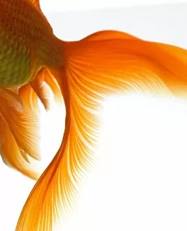 Close-up of goldfish tail