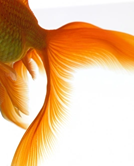 Images Dated 2nd February 2006: Close-up of goldfish tail