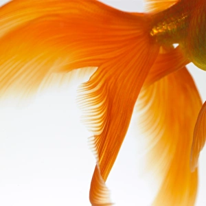 Images Dated 2nd February 2006: Close-up of a goldfish tail