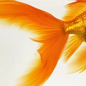 Images Dated 2nd February 2006: Close-up of a goldfish tail