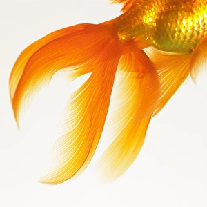 Images Dated 2nd February 2006: Close-up of a goldfish tail