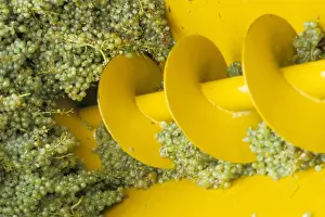 Equipment Prints: Close-up of grape crushing machine at the Soave co-operative