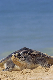 Phuket Prints: Close-up of a green sea turtle