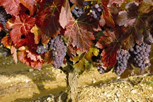 Leave Prints: Close-up of Grenache grapes, Provence, France, Europe