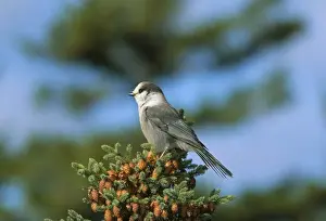 New Brunswick Prints: Close-up of grey jay bird, Kouchibouguac National Park, New Brunswick, Canada