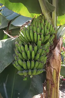 Generic Location Prints: Close-up of hands of green banana fruit growing on banana plant