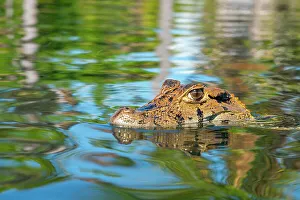 Animal Kingdom Prints: Close-up of head of Black caiman (Melanosuchus niger)