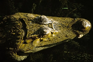 Snout Prints: Close-up of the head of a common caiman (Caiman crocodilus)