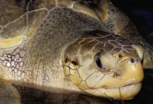 Close-up of head of Olive Ridley Sea Turtle (Leipidochelys Olivacea