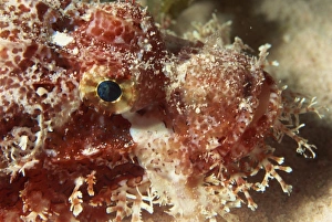 Scorpion Fish Prints: Close-up of the head of a scorpionfish (Scorpaensis), Red Sea, Egypt, North Africa