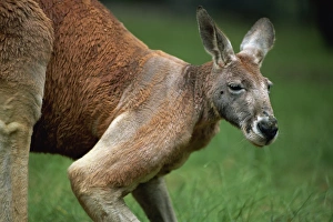 Close-up of head and shoulders of a red kangaroo, Cleland Wildlife Park