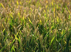 Cereal Prints: Close-up of heads of wheat in a summer field at Enfield Chase, near London