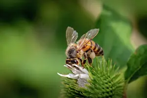 Gather Prints: Close-up of a honeybee pollinating a white flower on a green spiky plant